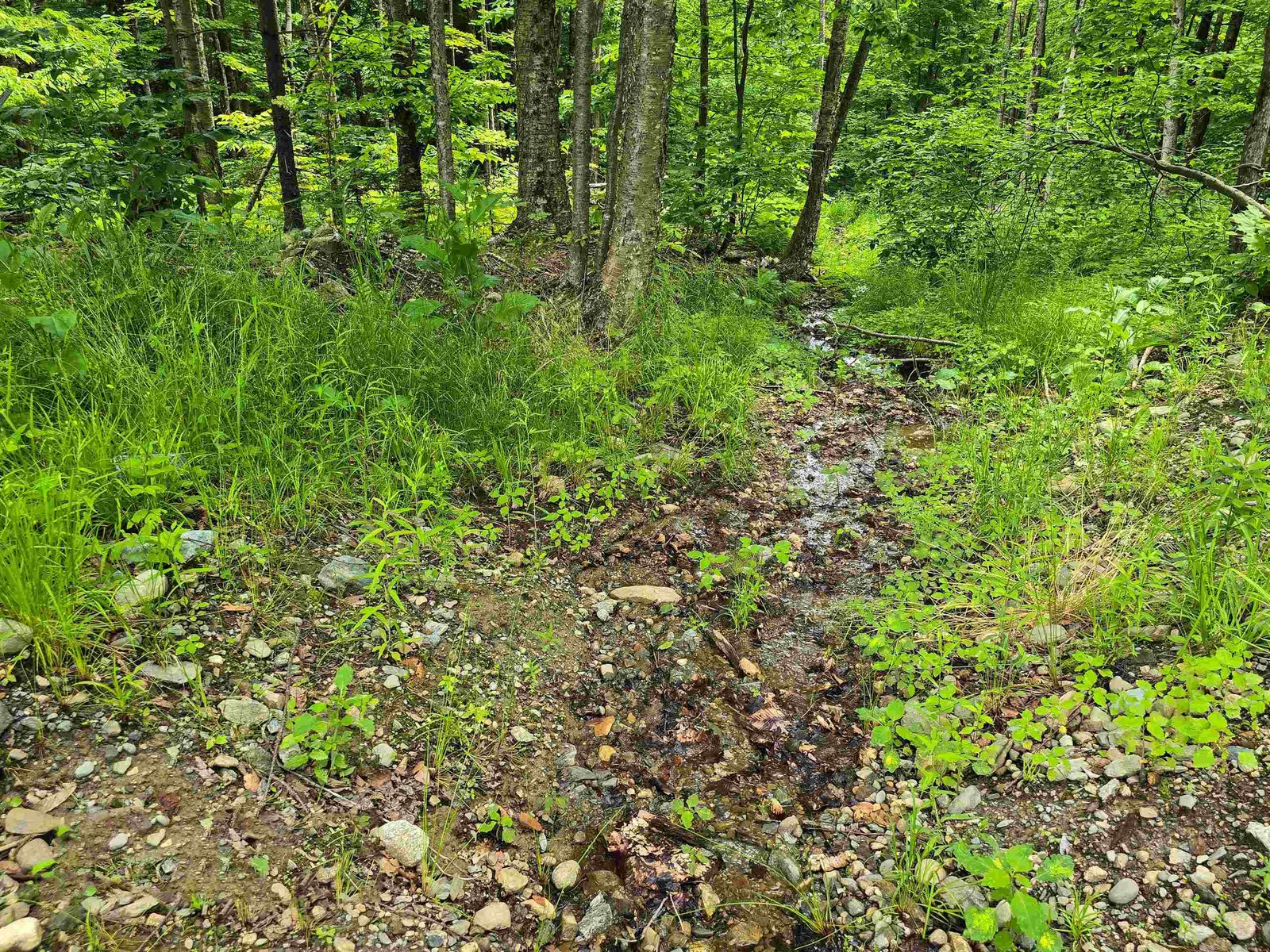 Seasonal Stream