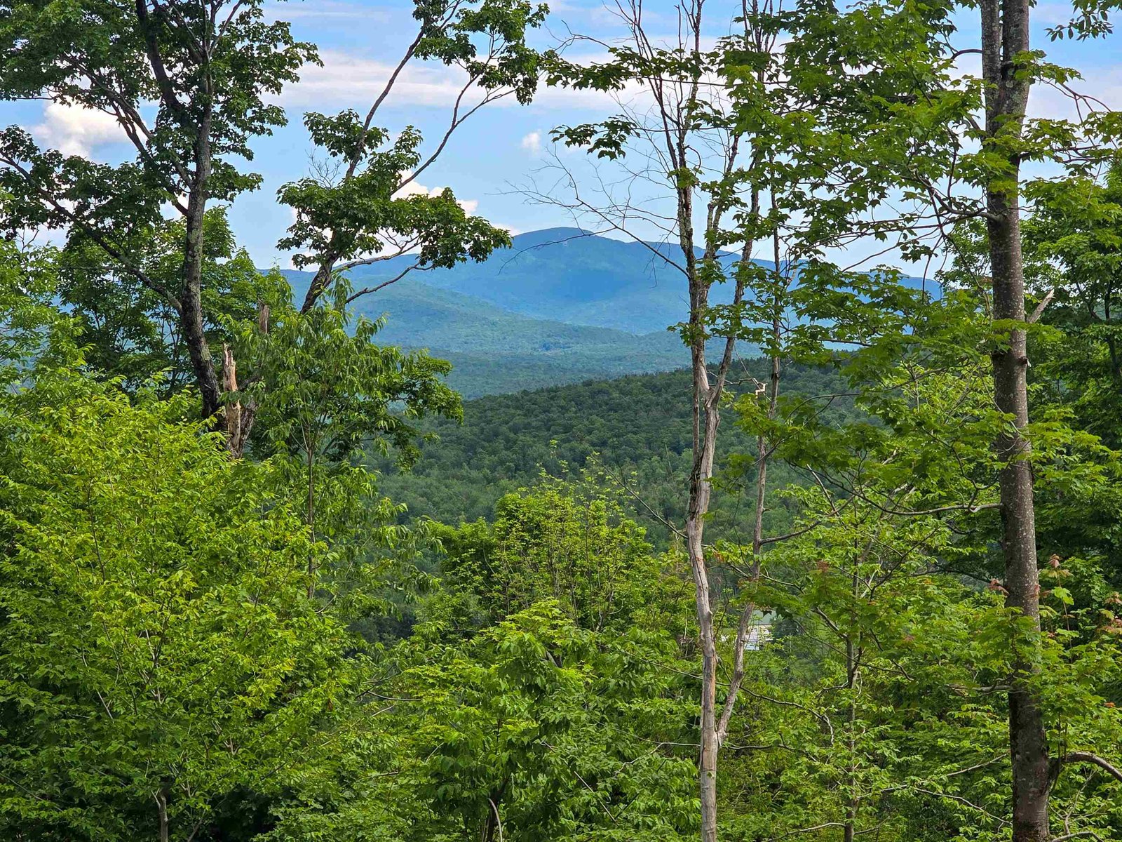 Upper Clearing View