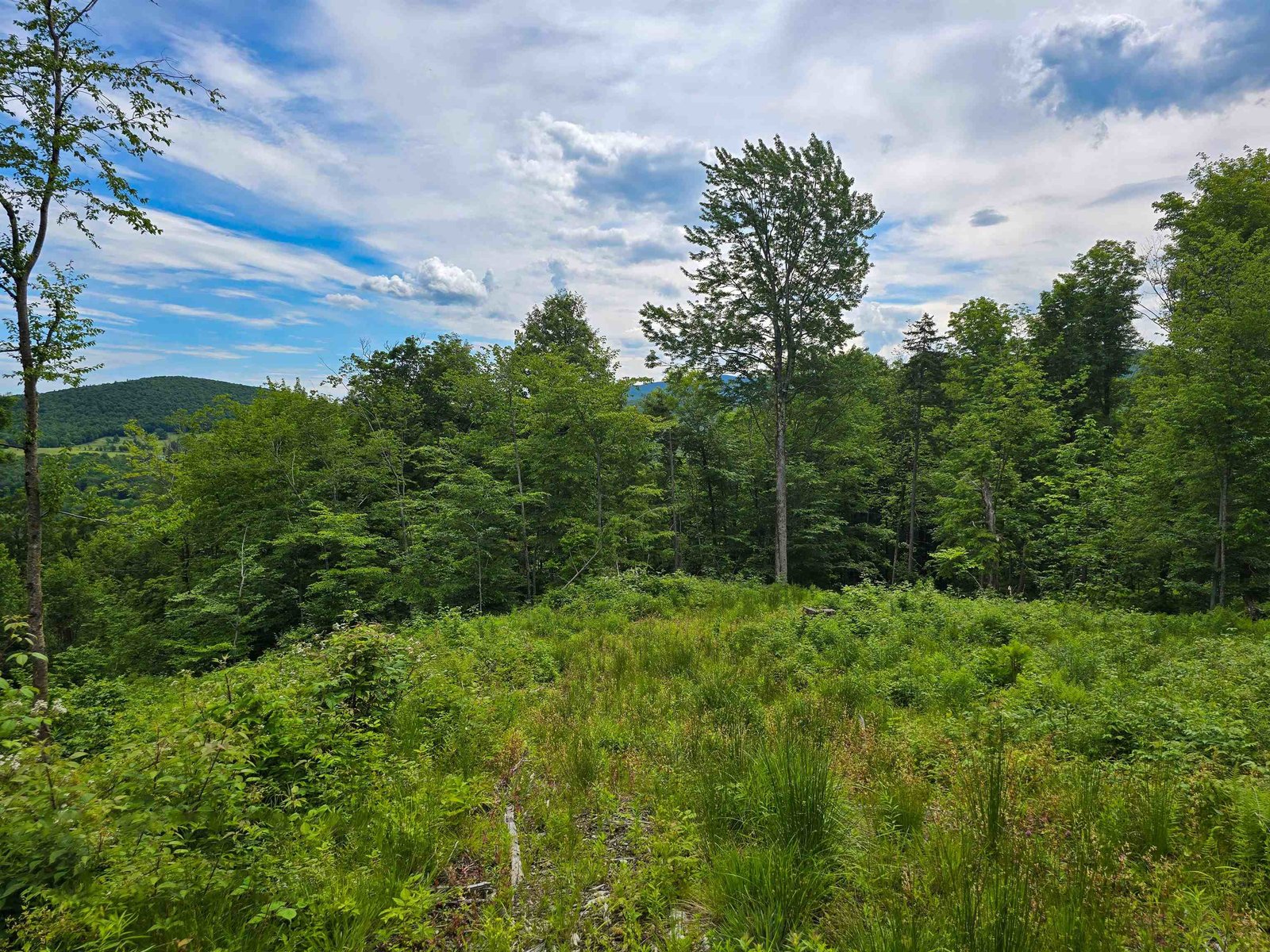 View from Upper Clearing