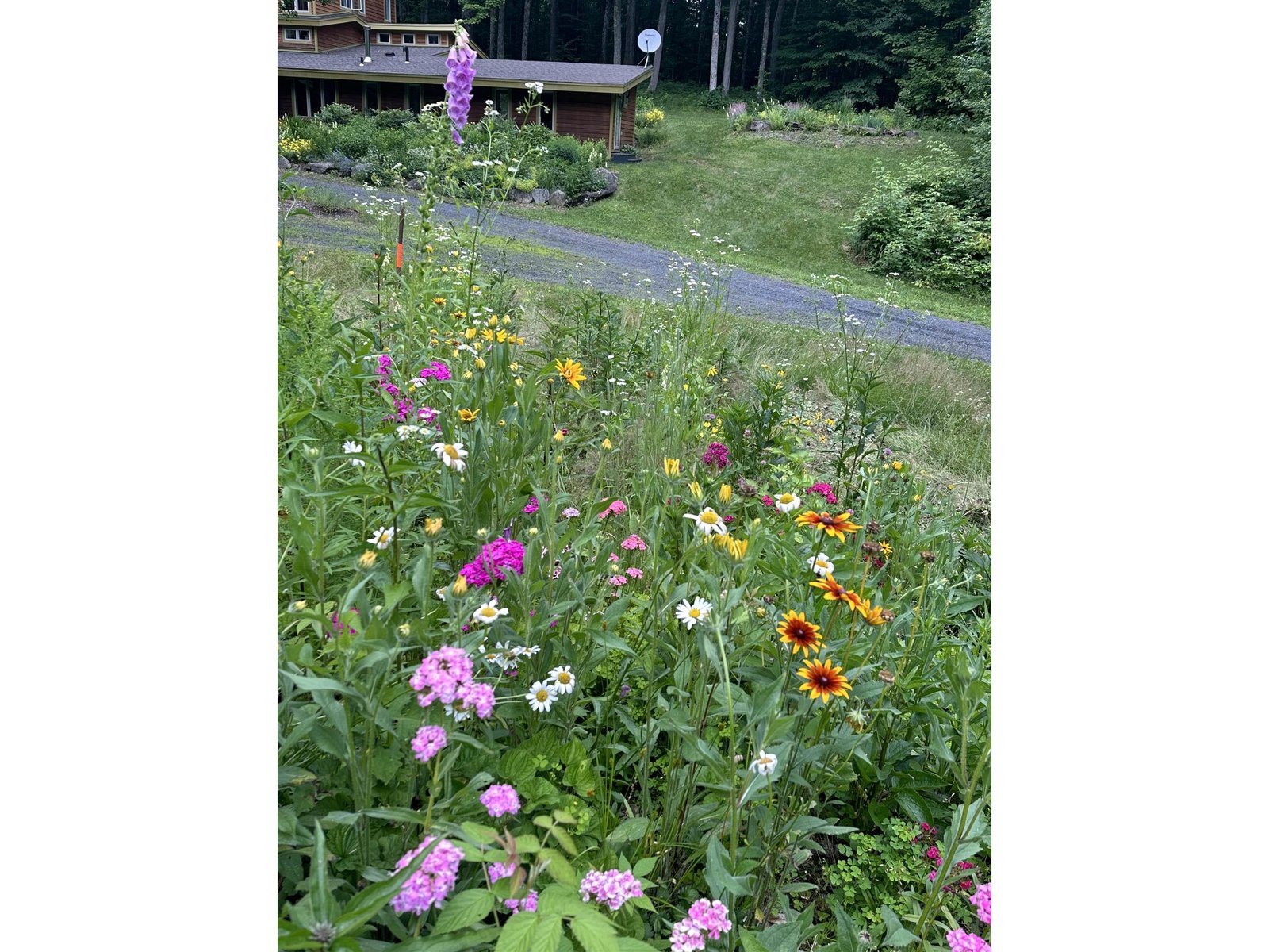 Pollinator Garden