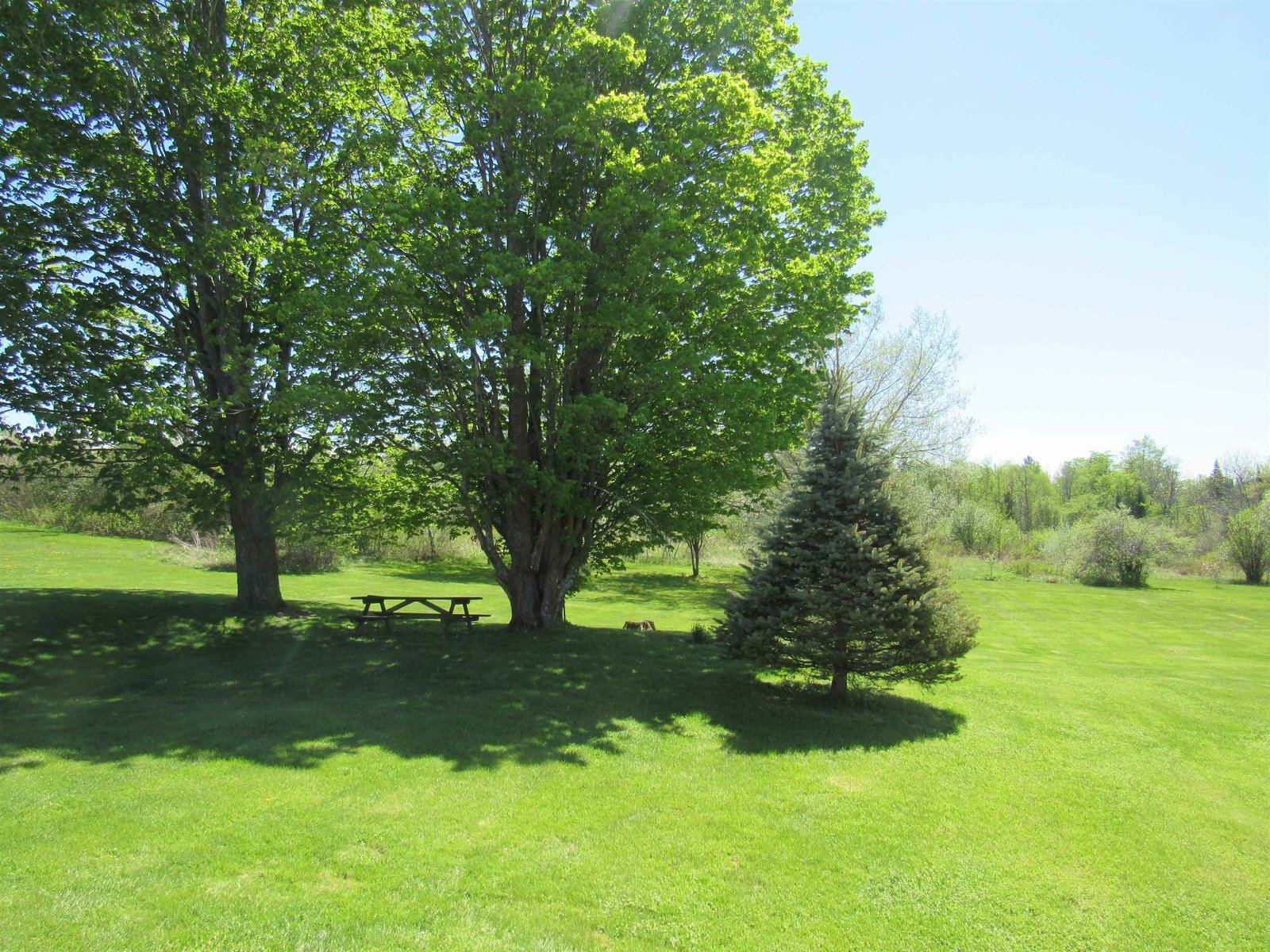 Mature Trees Make the Yard