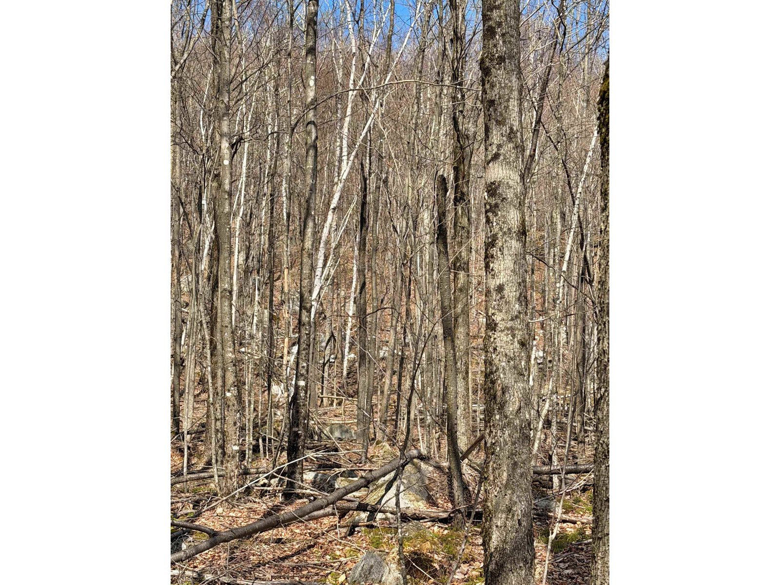 493 Wheeler Mountain Road