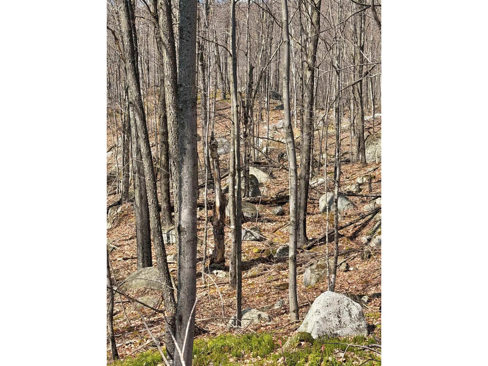 493 Wheeler Mountain Road