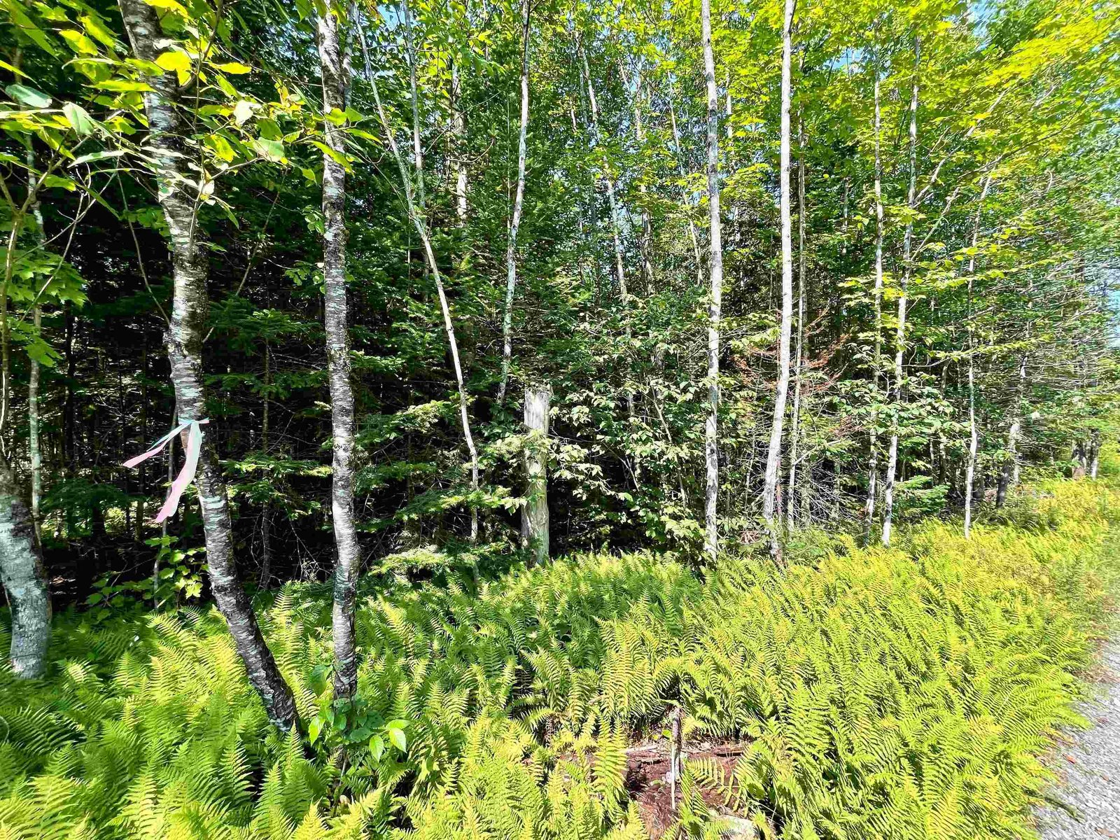 501 Martins Pond Lane, Peacham, VT