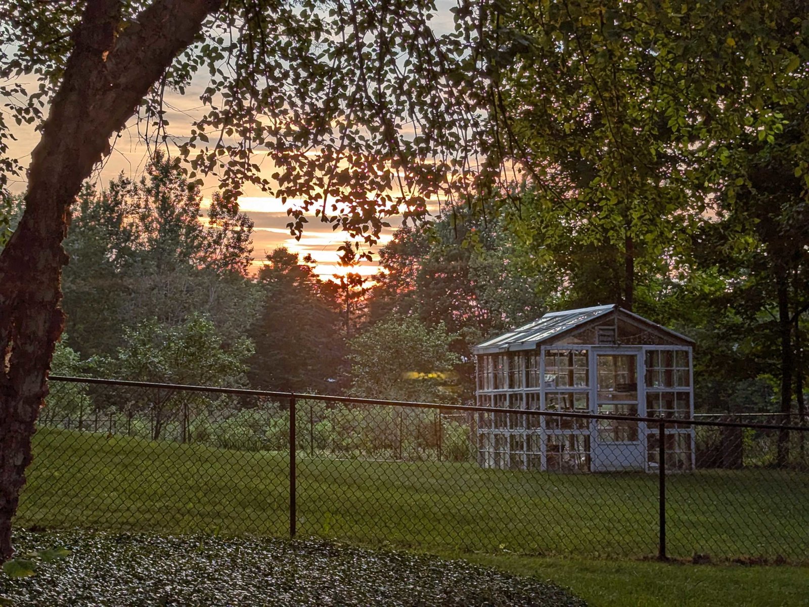Fenced in Back Yard, & Greenhouse