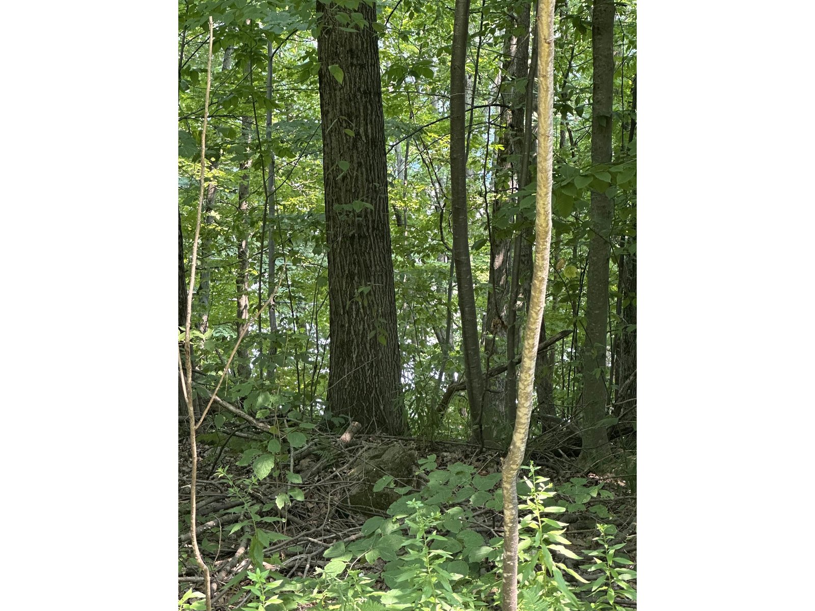 Pond through the trees