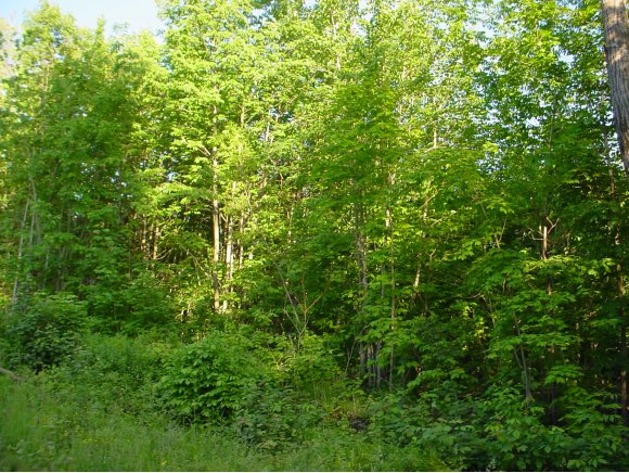 536 King Rd