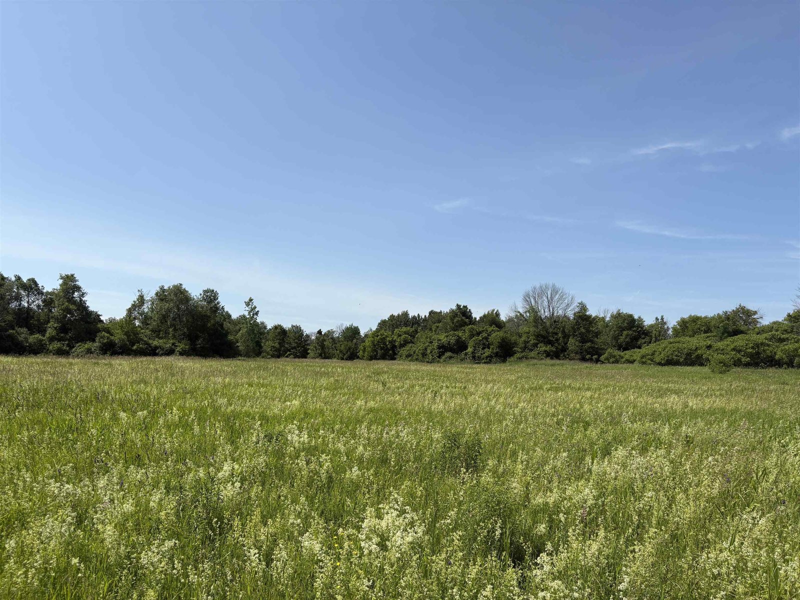 Open Field to Wooded Area