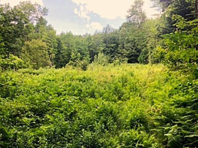 Meadow With Distant Mountain View