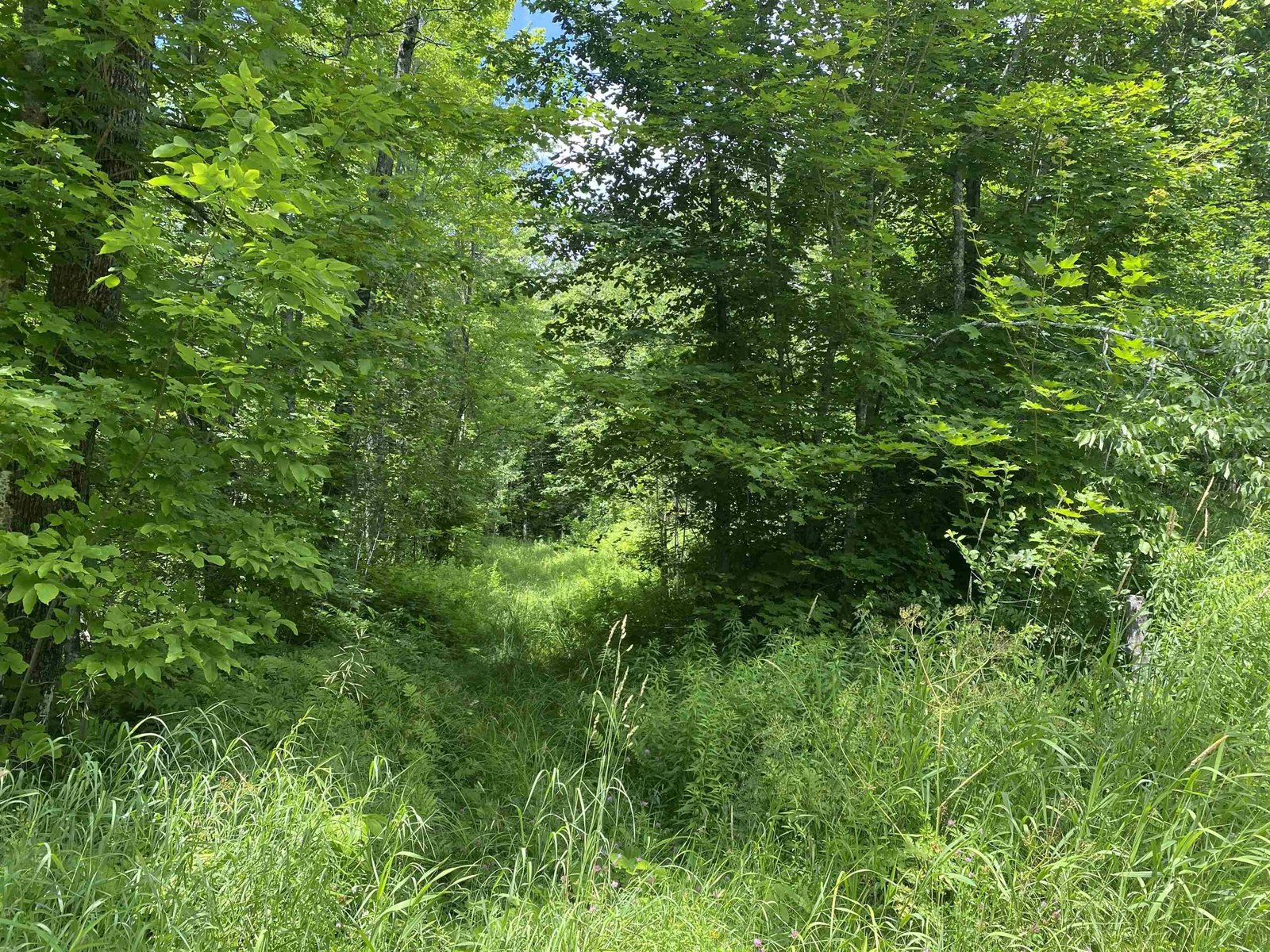 Overgrown Pent Road Leads to Interior
