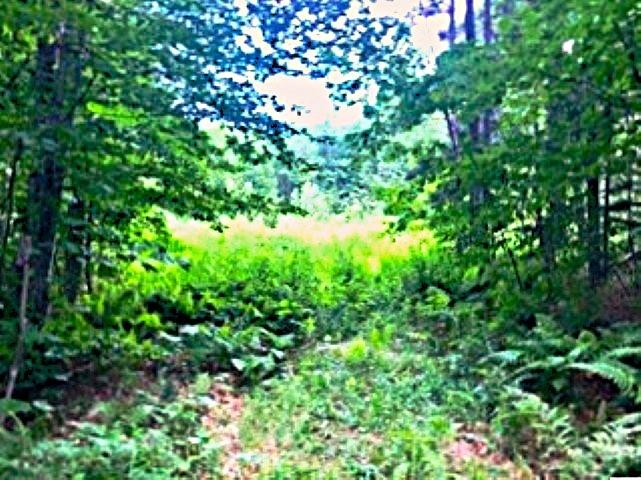 Old Road Leads to Meadow