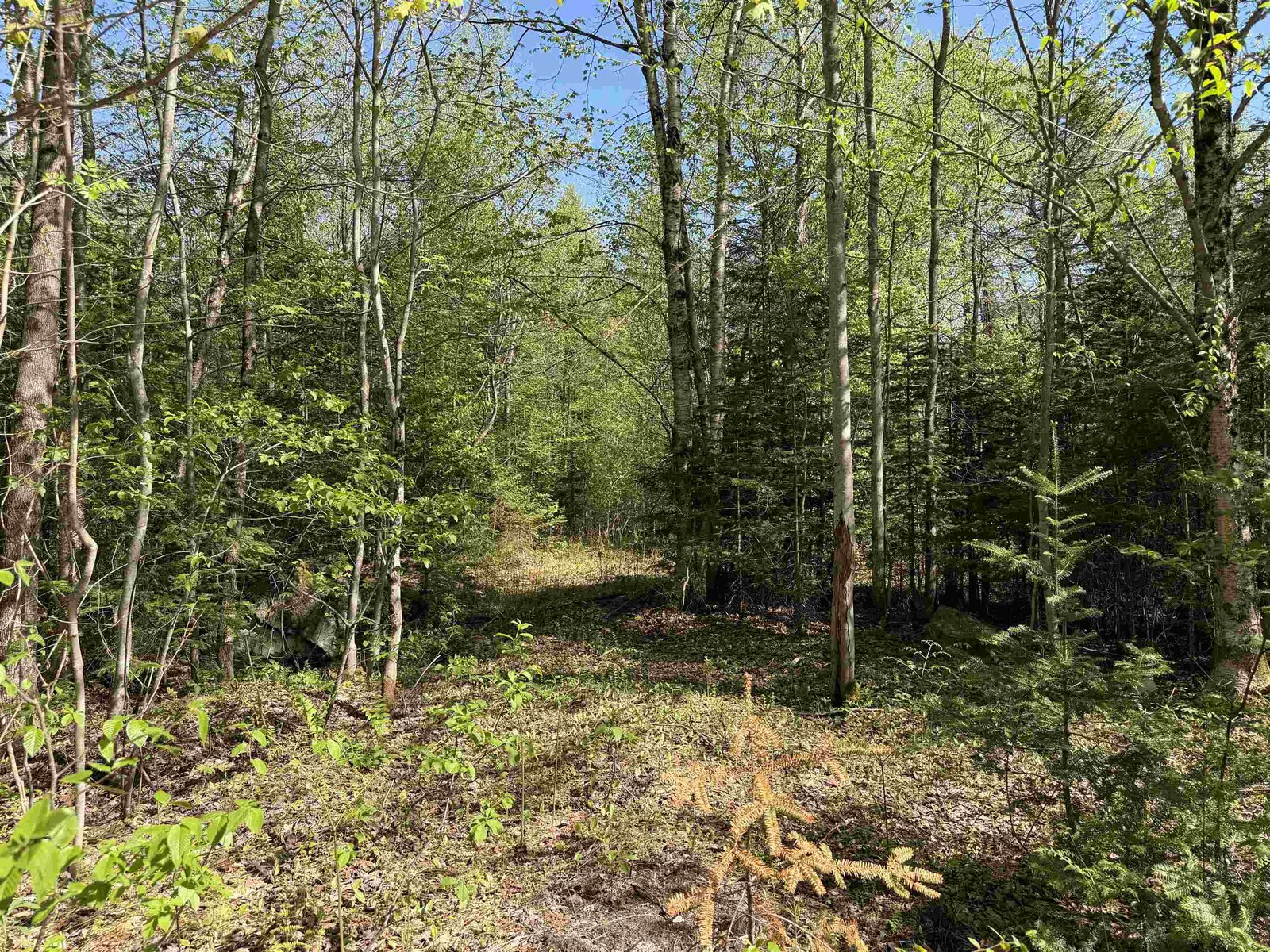 550 Petit Road