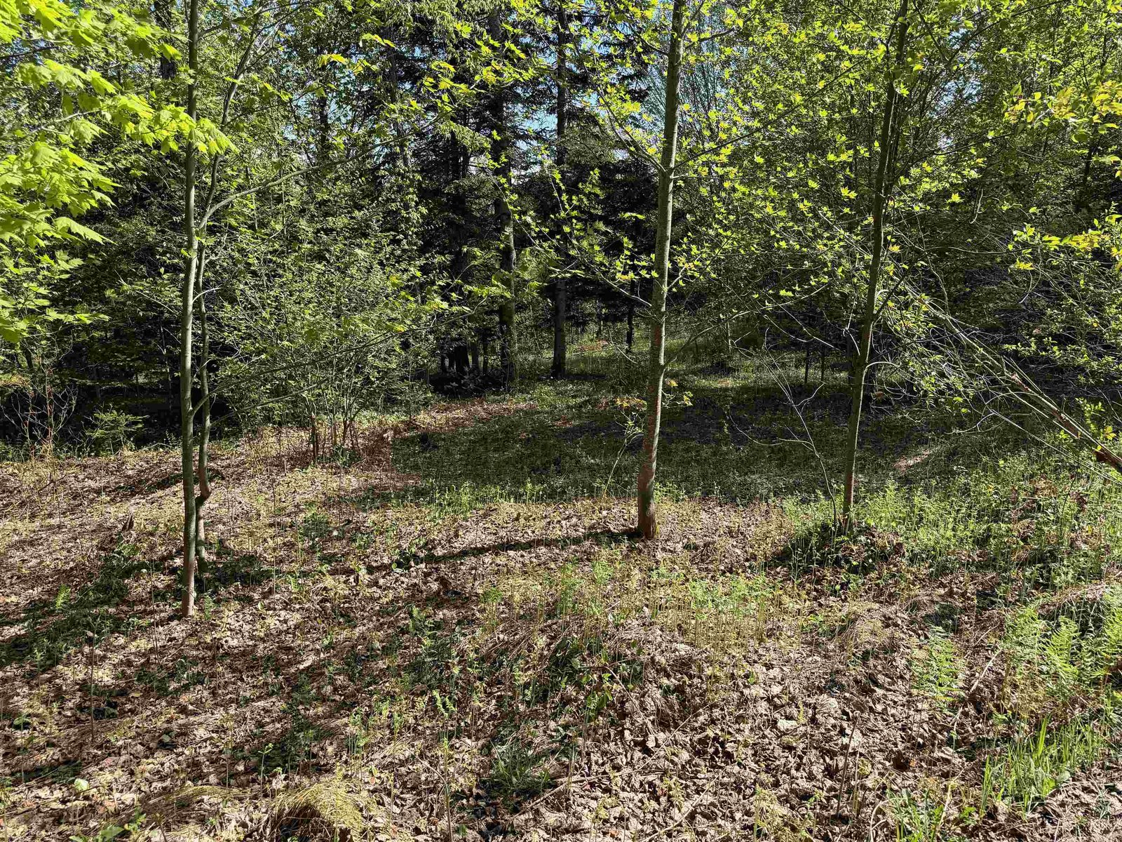 Mixed woods