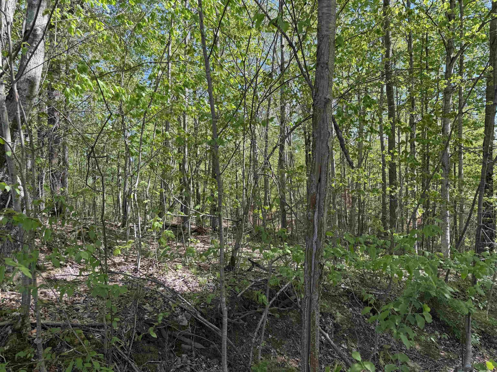550 Petit Road