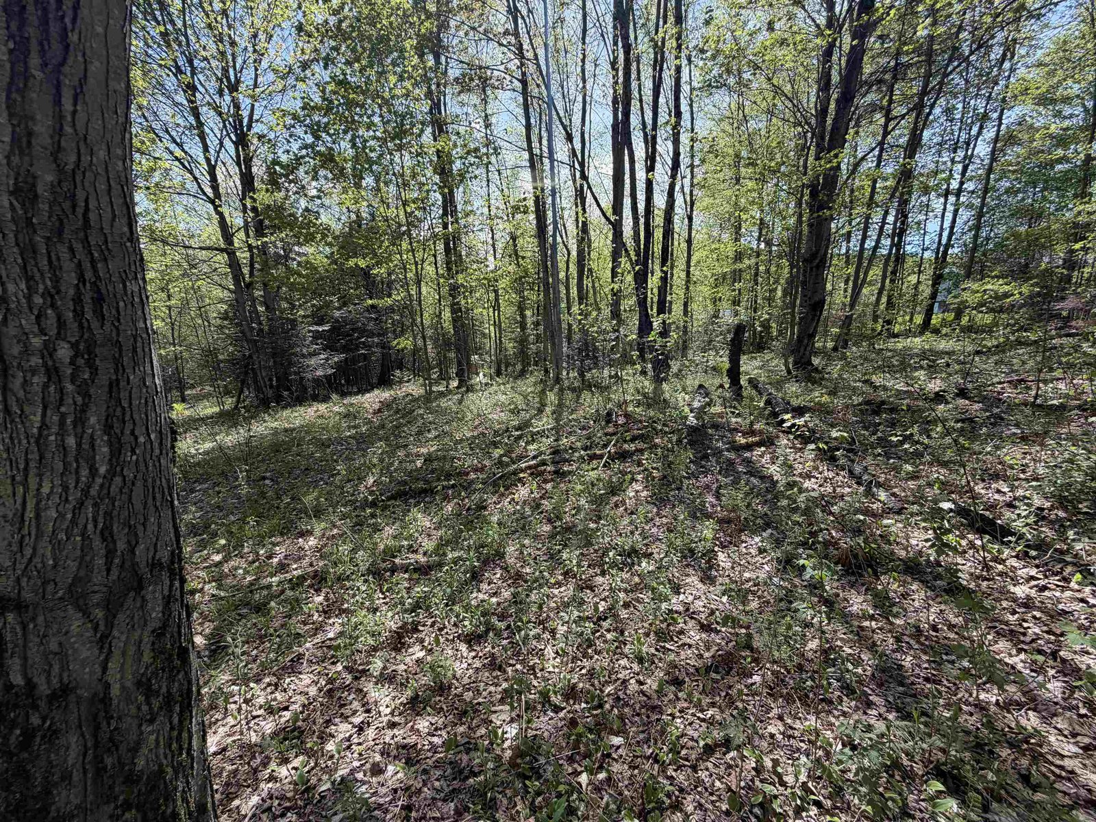 550 Petit Road