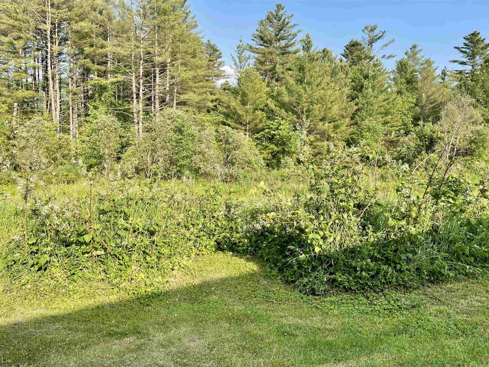 Wild Blackberry Bushes