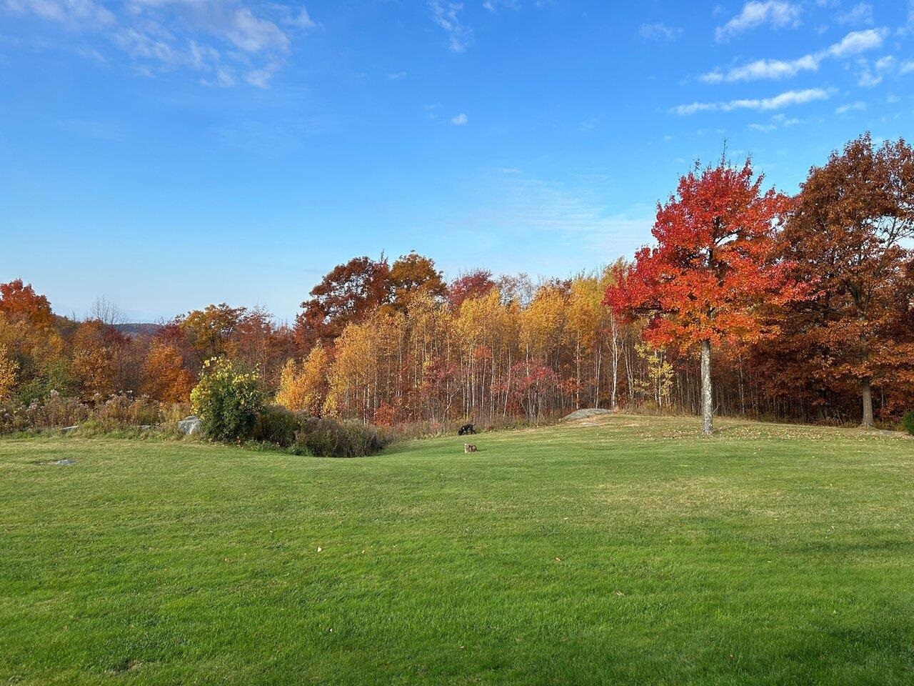 Fall foliage out back deck