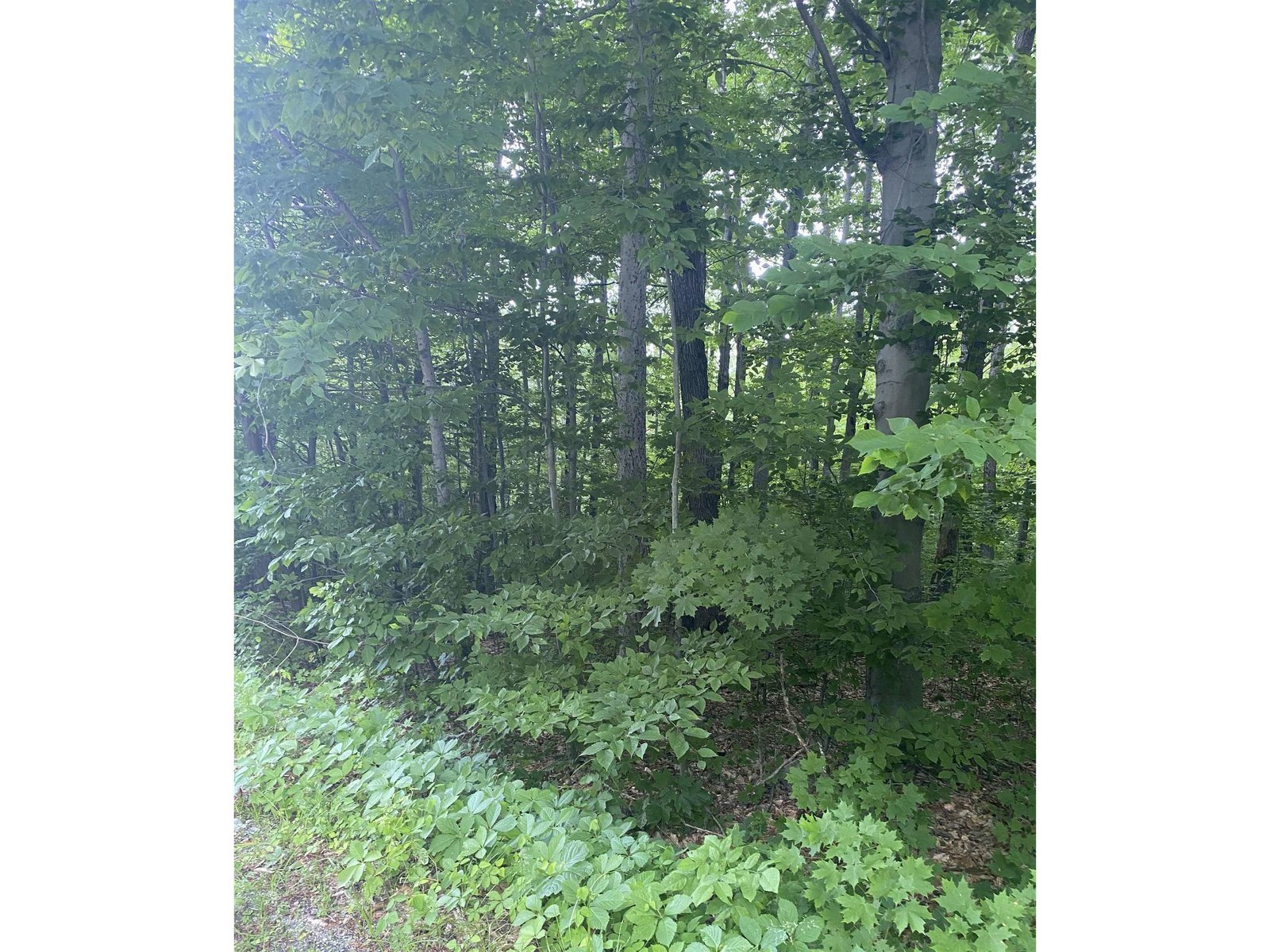 LIghtly Wooded