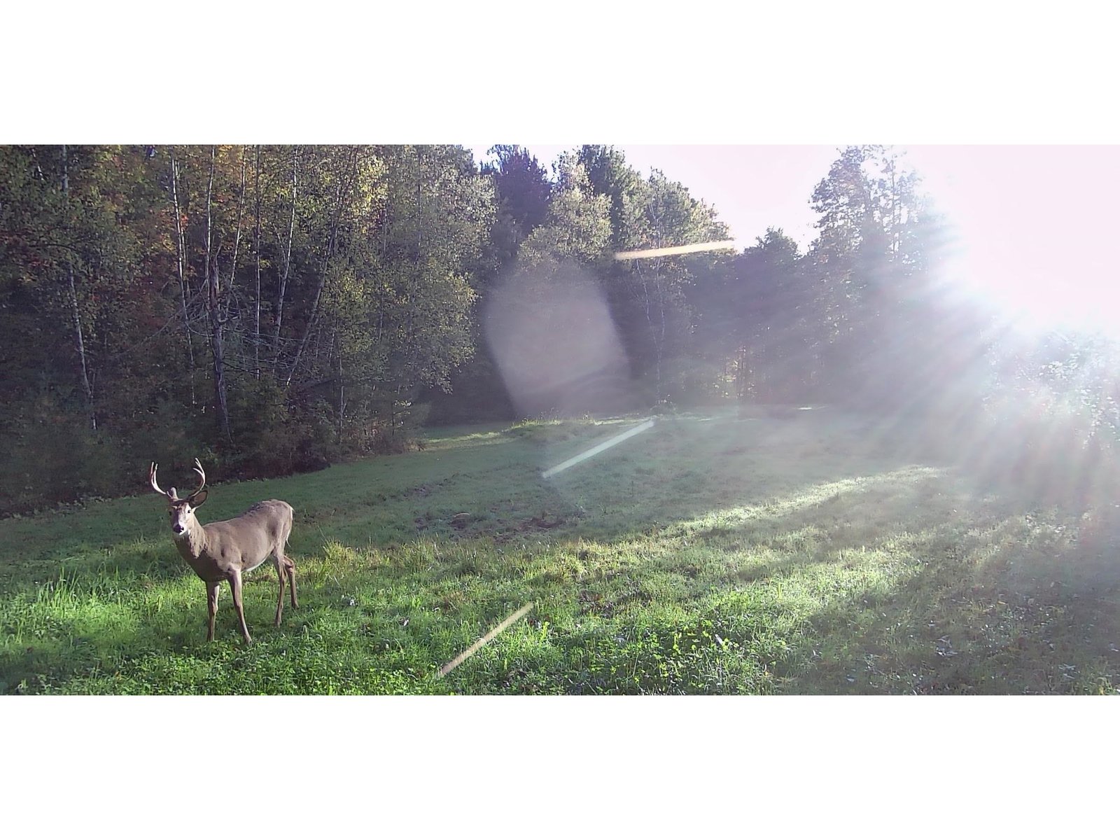 Abundant wildlife