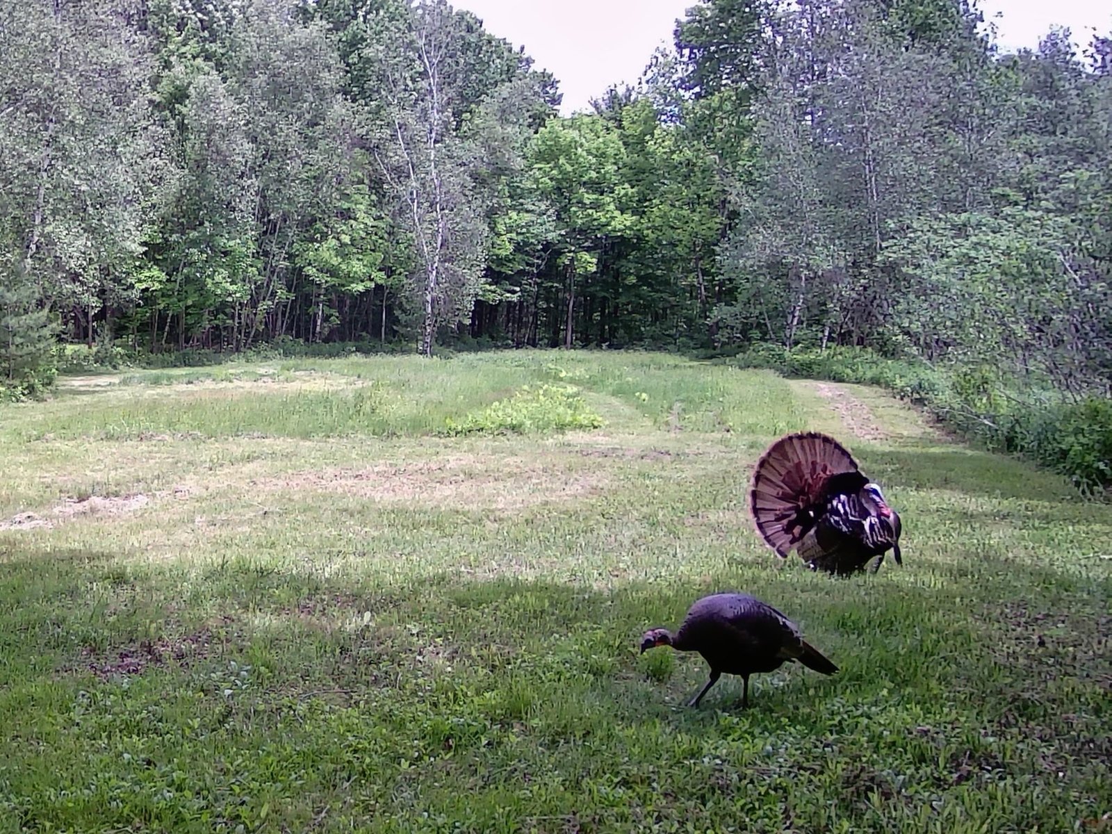 Turkeys in the back yard