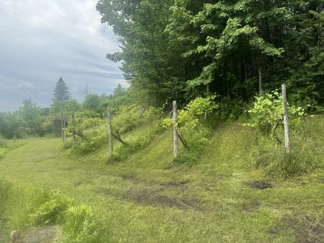 Grape vines