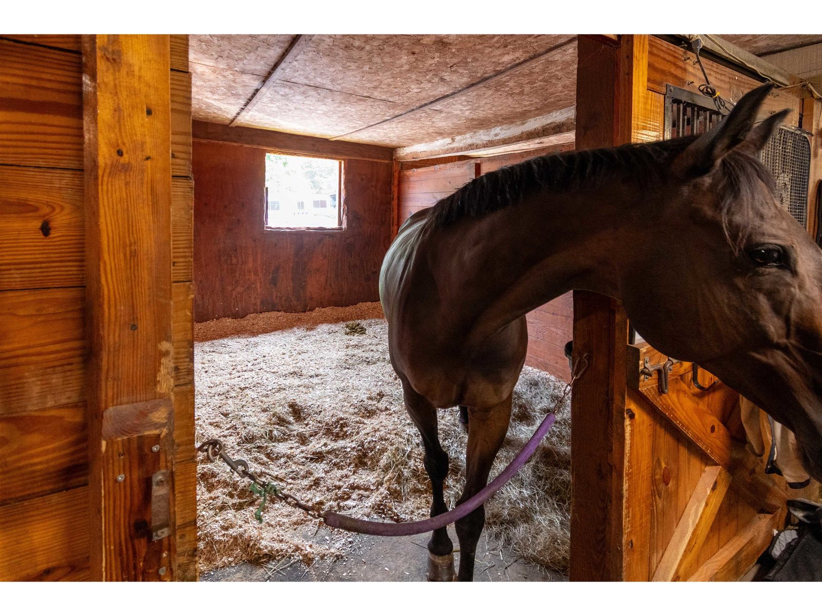 13 box stalls in bank barn plus 4 pony stalls, wash stall and tack stall, etc.