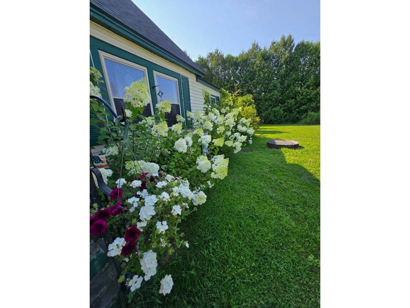 Hydrangeas in bloom in the front yard