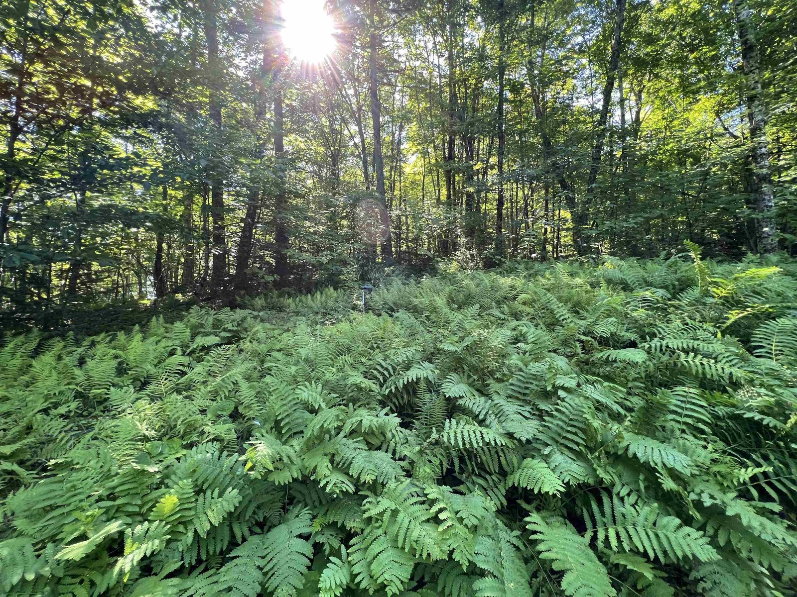 Ferns in the Back Yard