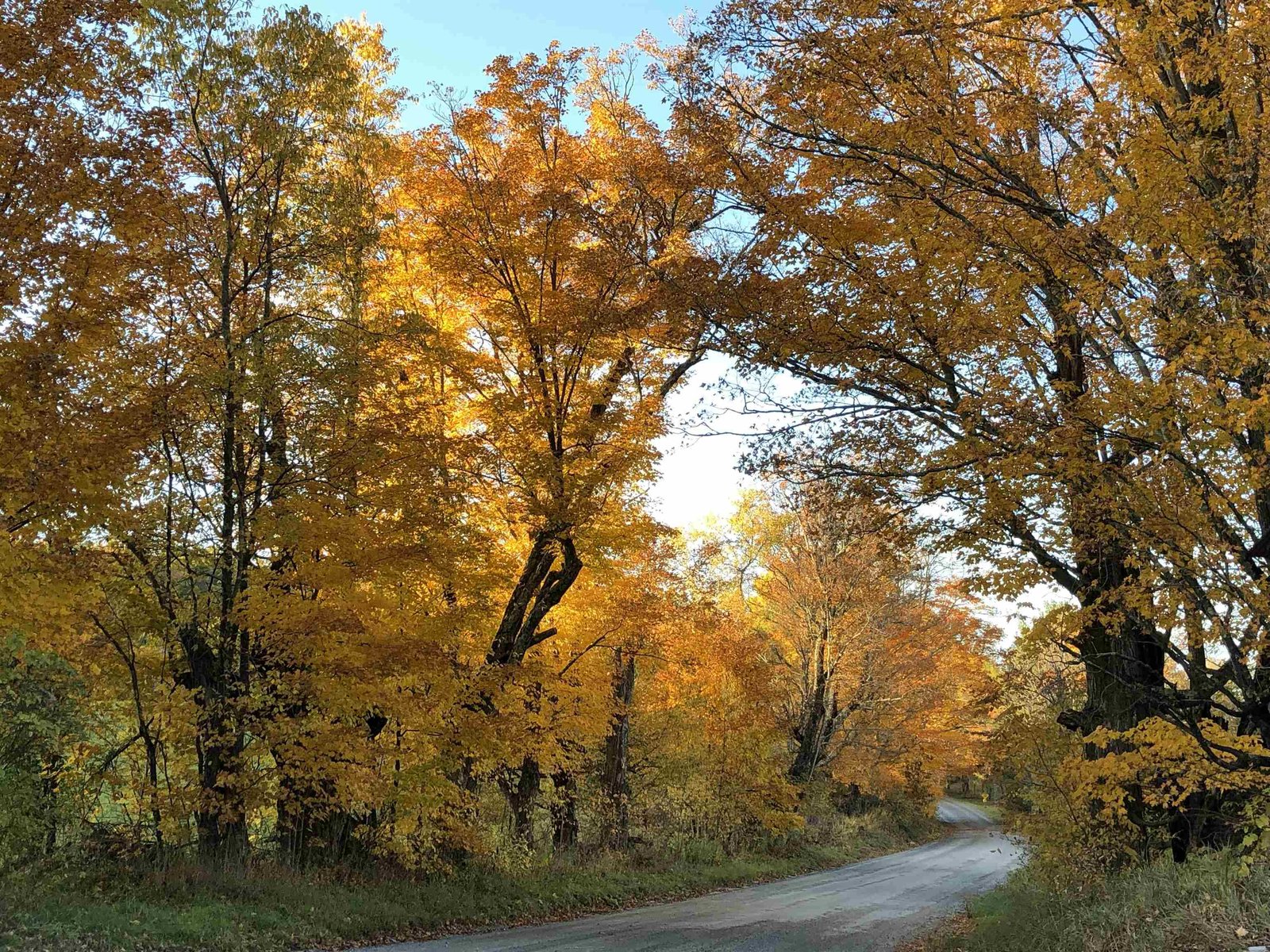 Maple Tree Entrance to Upper Field