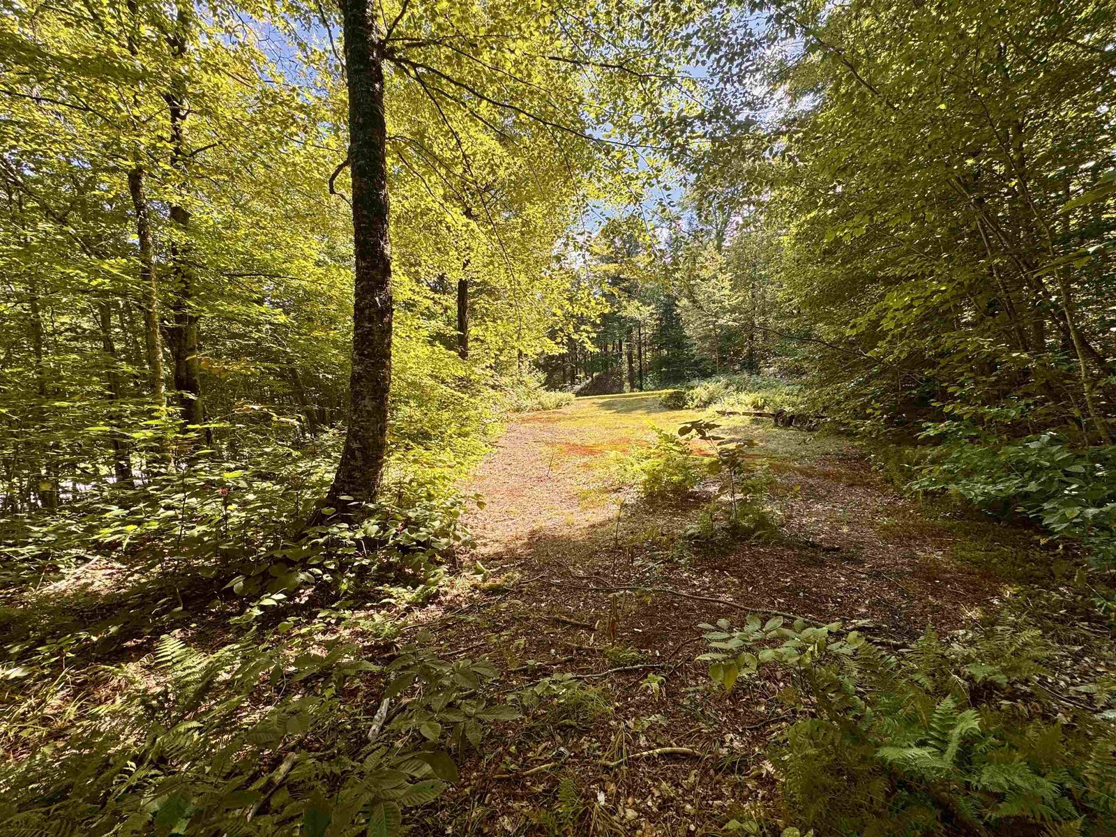 Far end of property looking back at driveway.