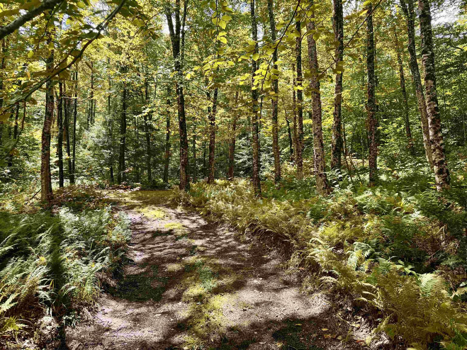 Path to 