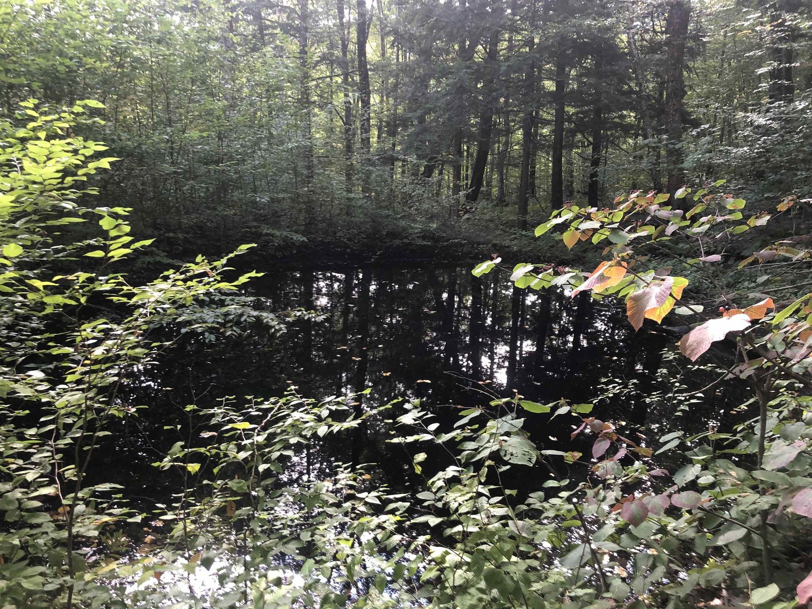 Little Pond at edge of property