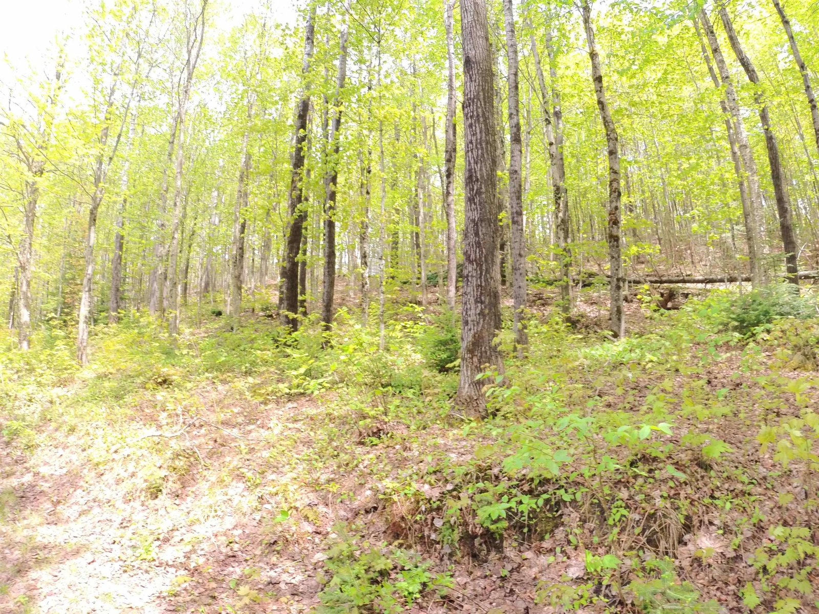 763 Hunting Camp Road