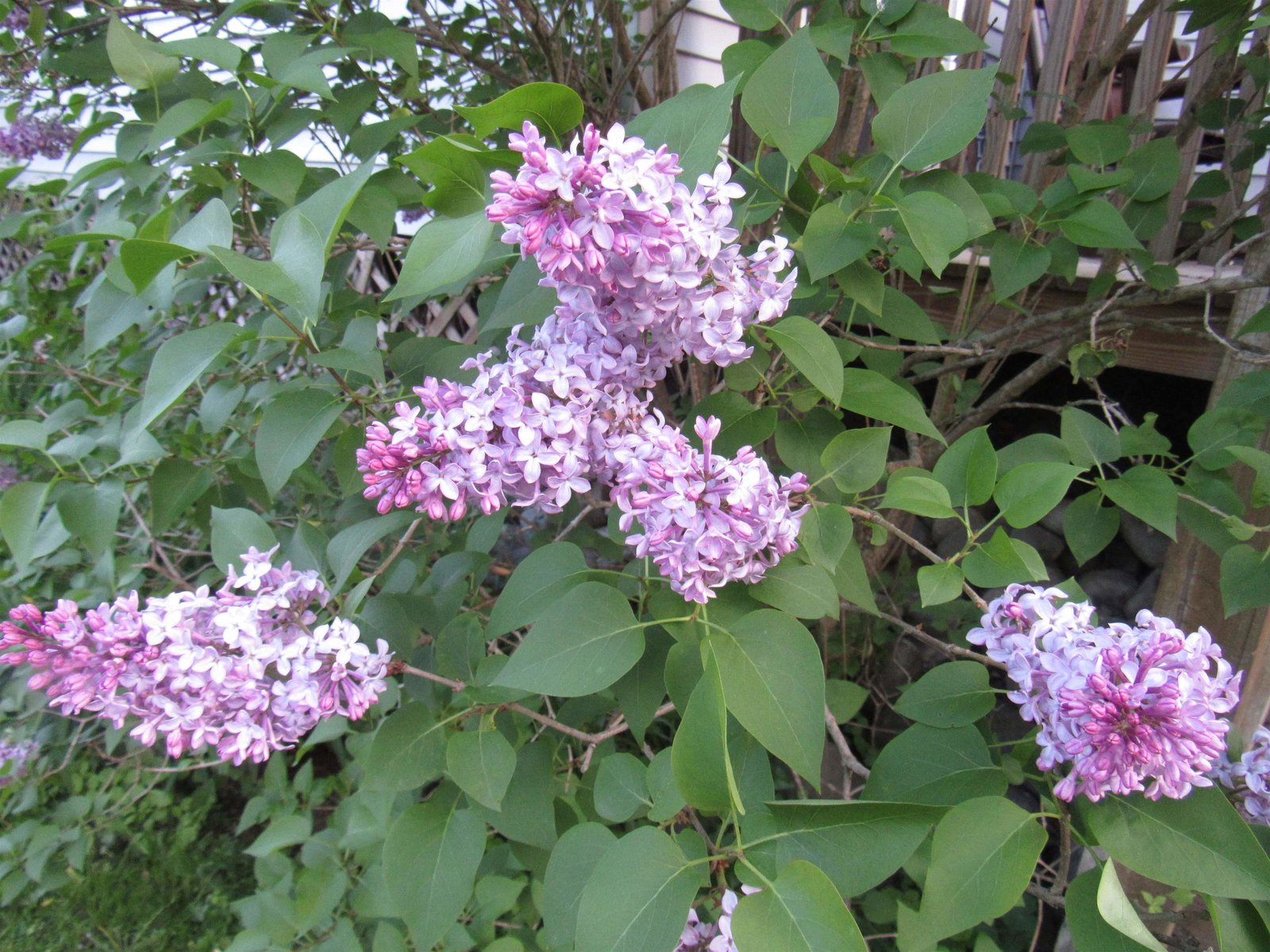 Sweet Fragrance