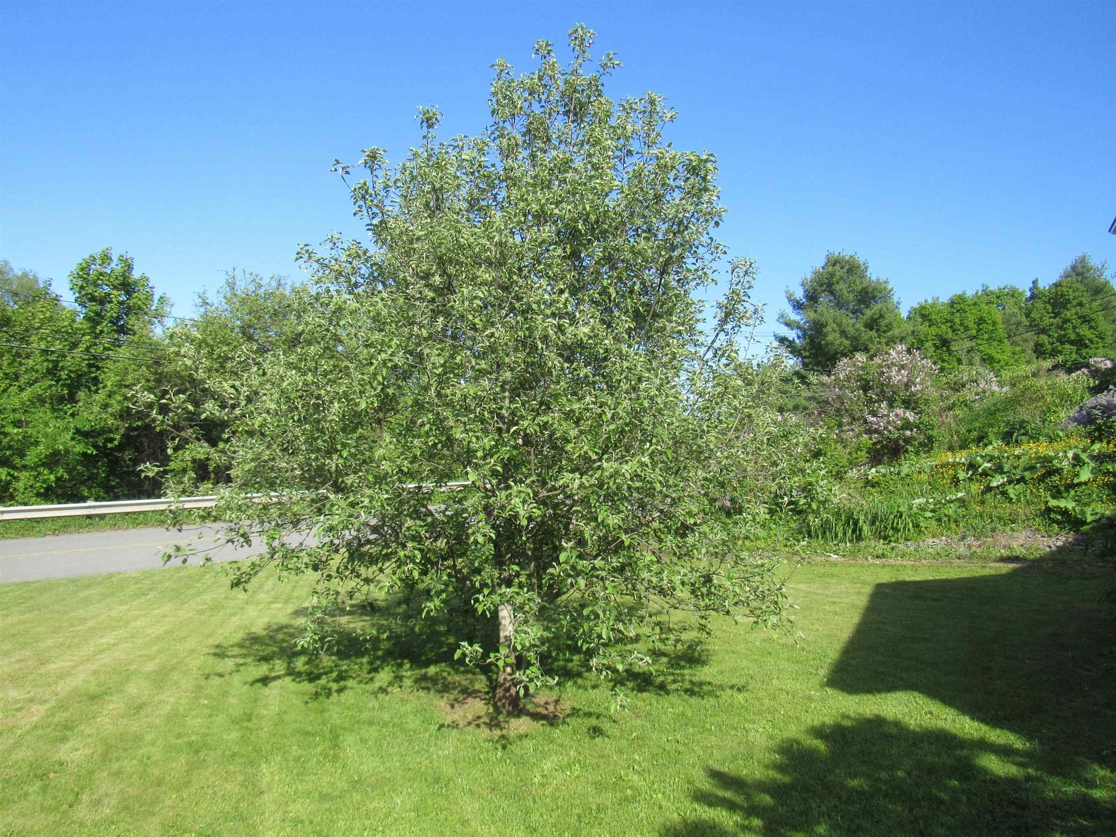 Honey Crisp Apple Tree
