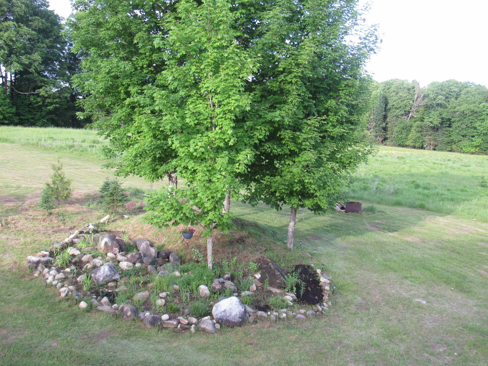 Trees and a Rock Garden
