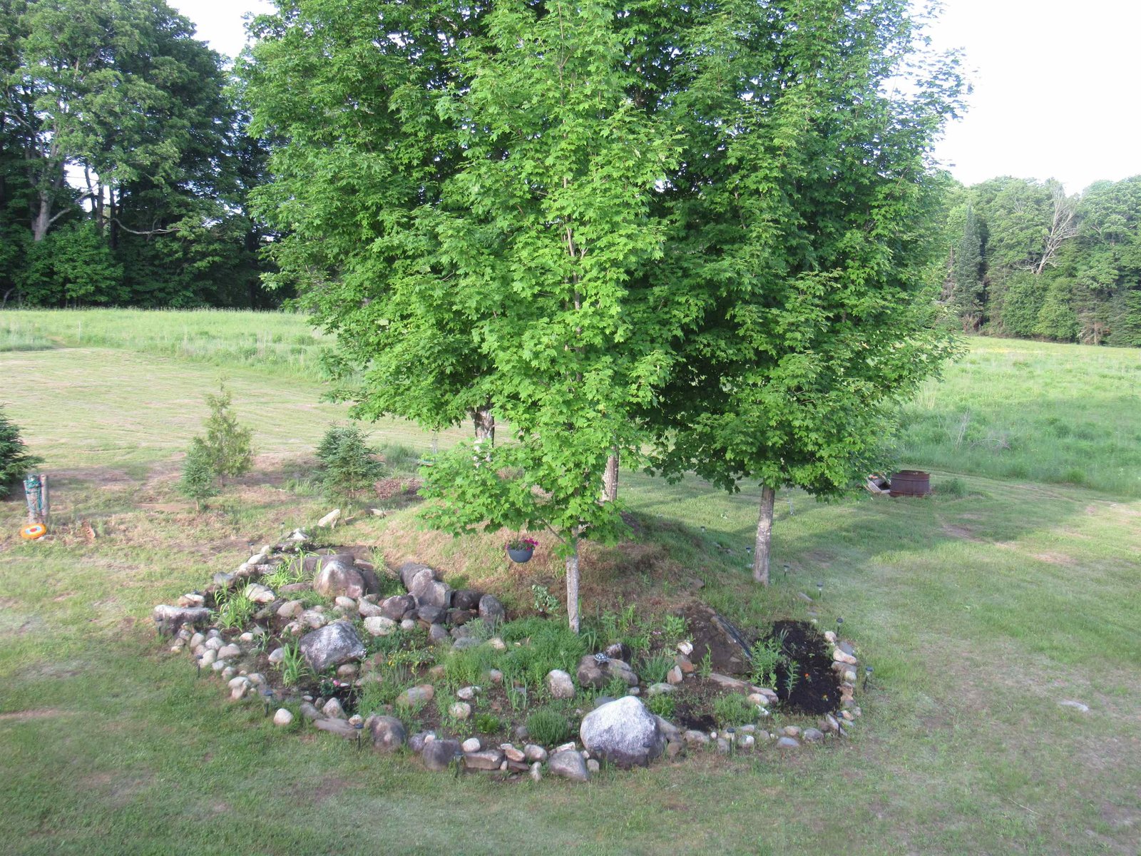 Trees and Rock Garden