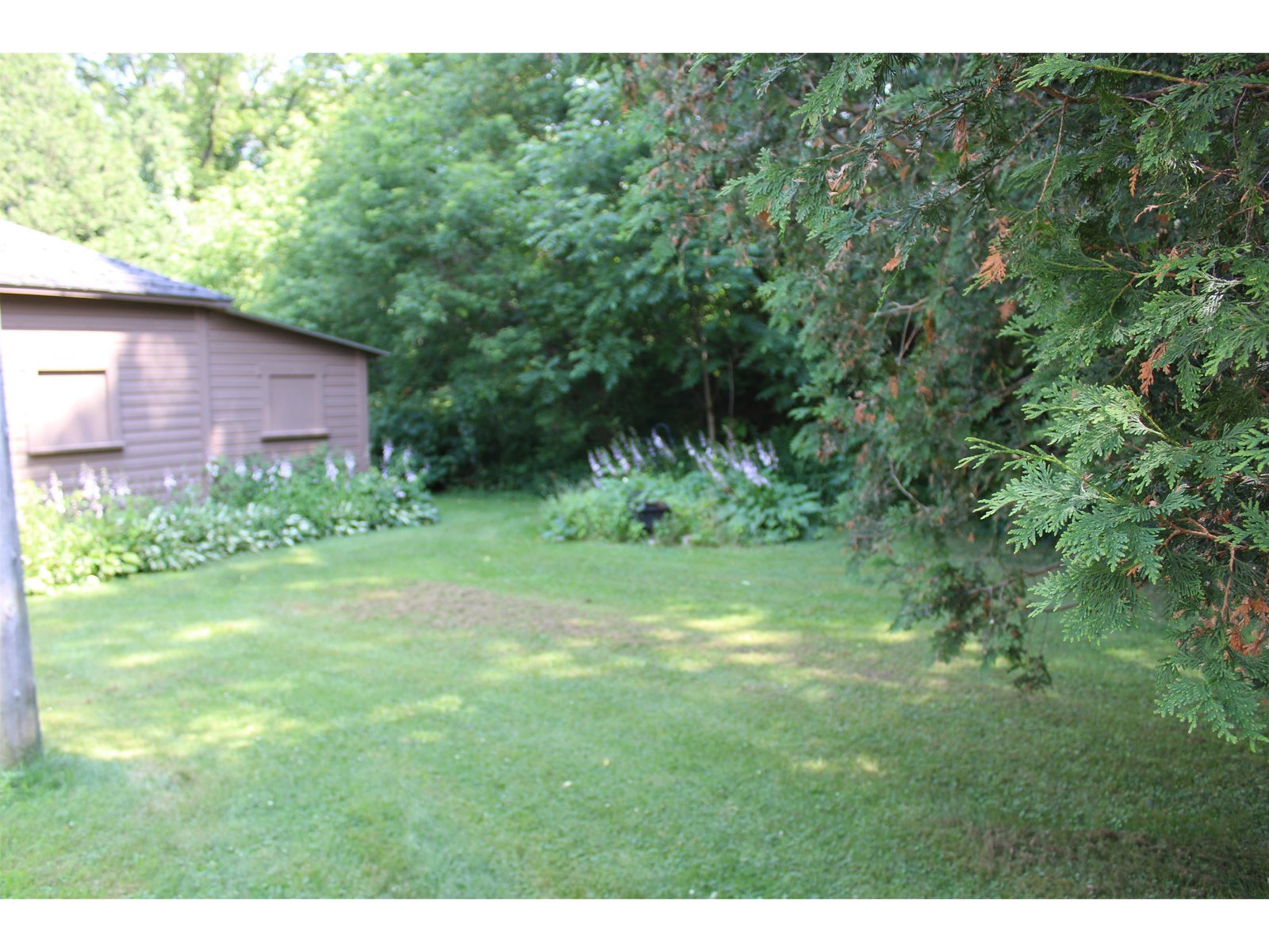 Back yard