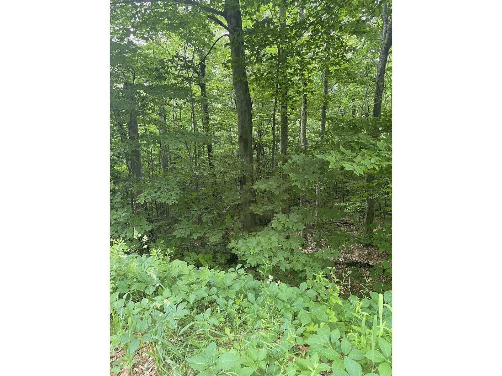 Lightly Wooded Lot