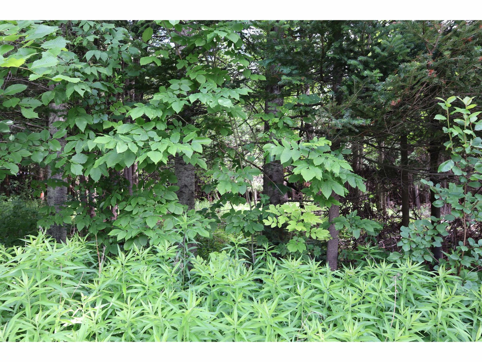 8 Goldsbury Woods Road