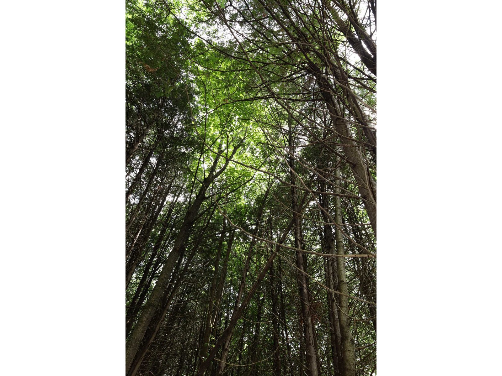 8 Goldsbury Woods Road