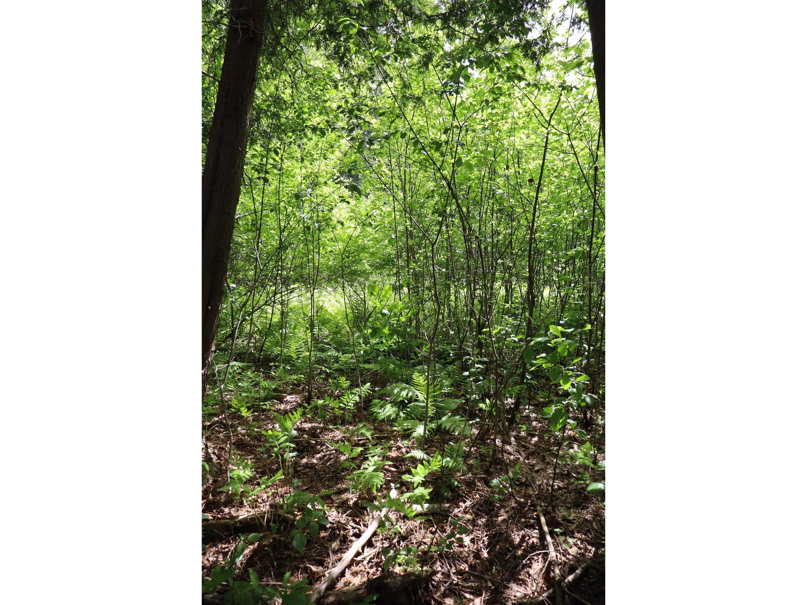 8 Goldsbury Woods Road