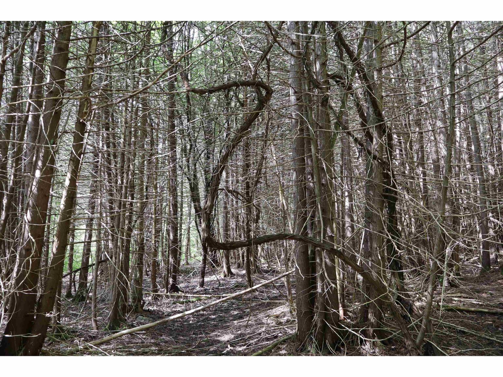 8 Goldsbury Woods Road