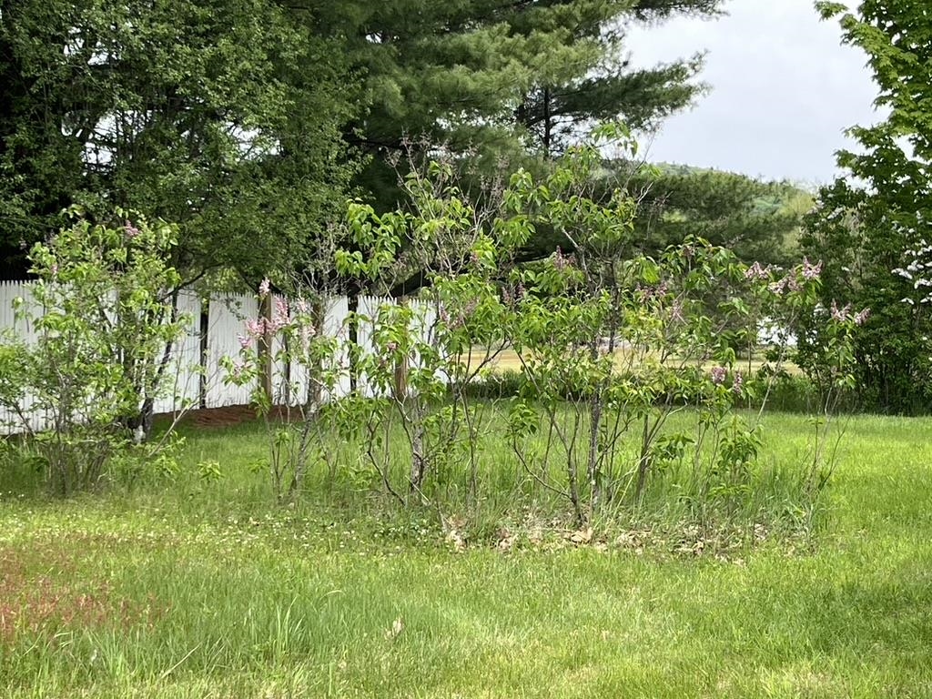 Lots of Lilac Bushes on propeprty