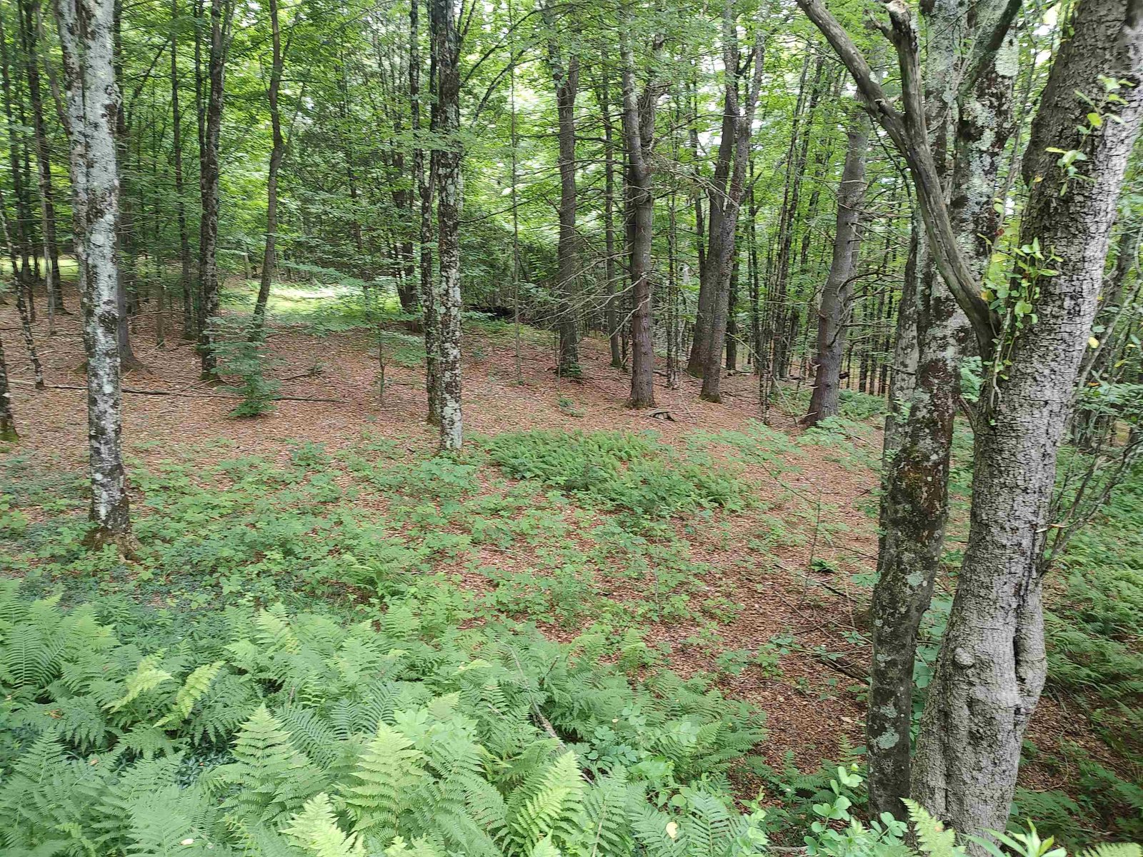 801 Harlow Hill