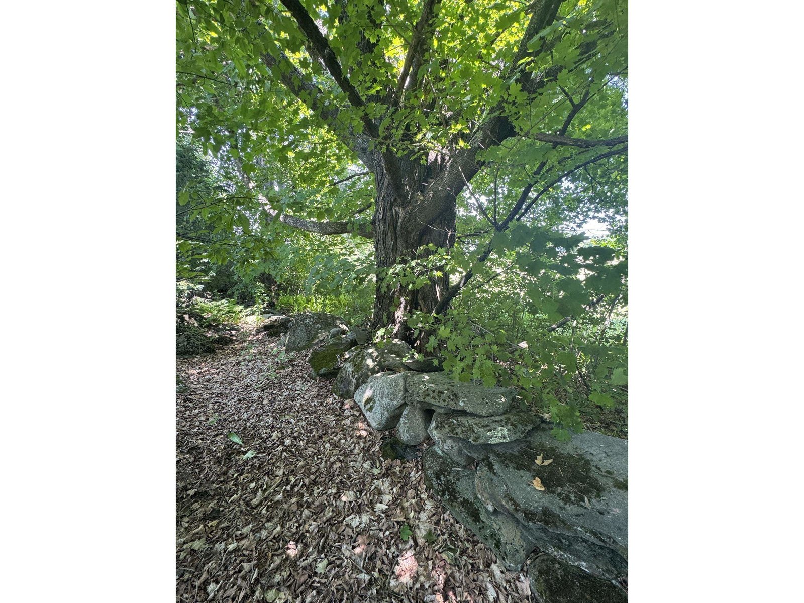 806 Maple Hill Road