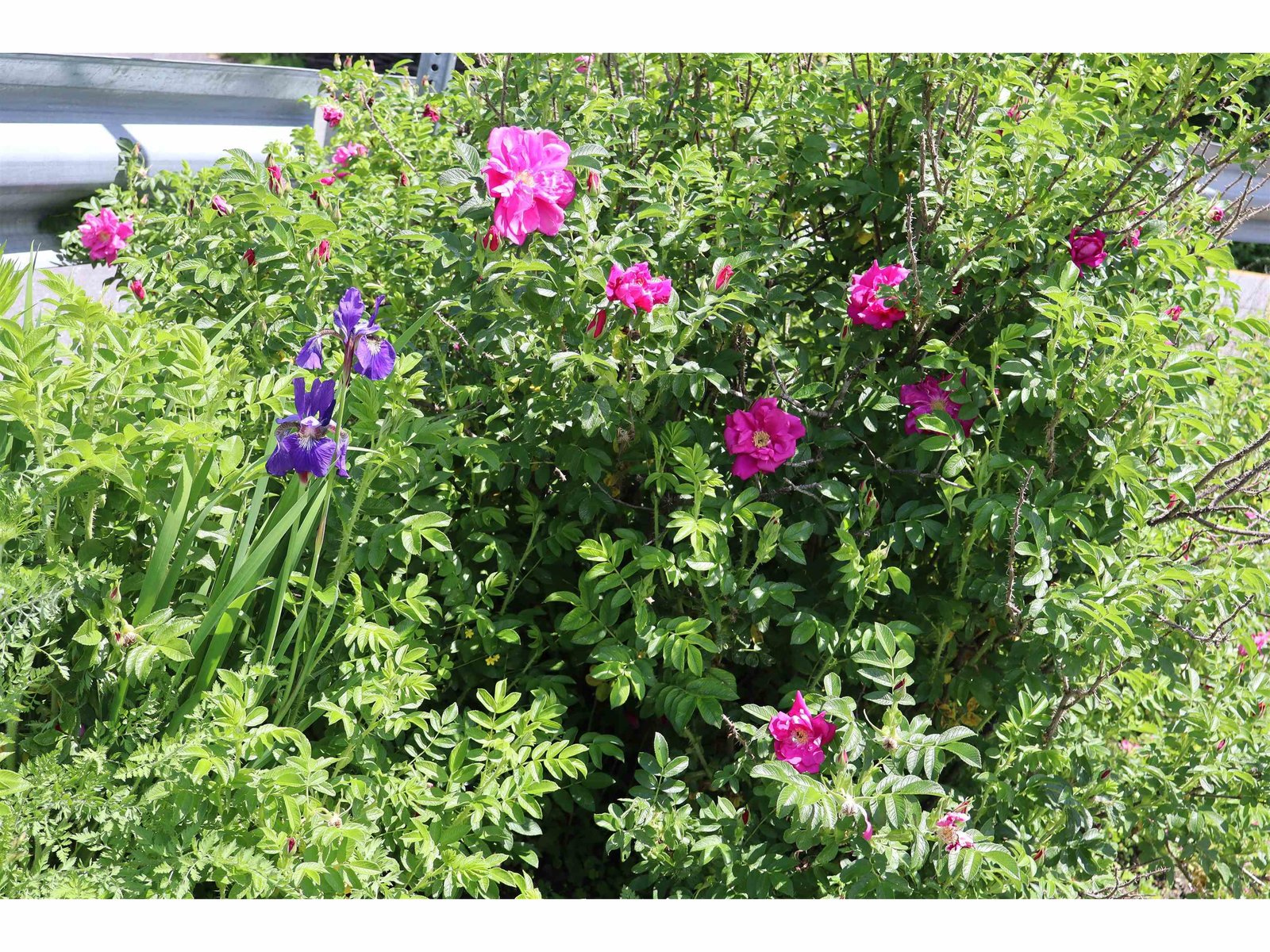 perennial flowers