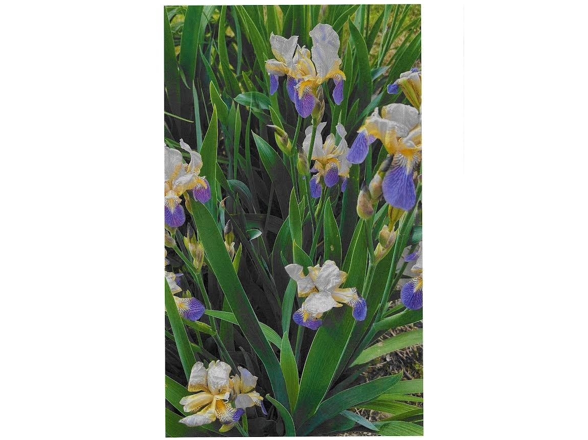 perennials