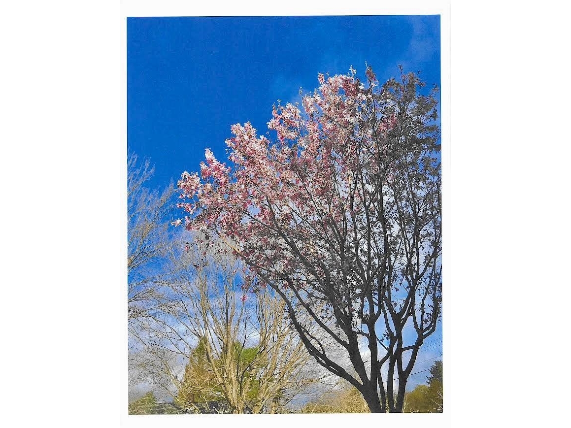 perennial flowers