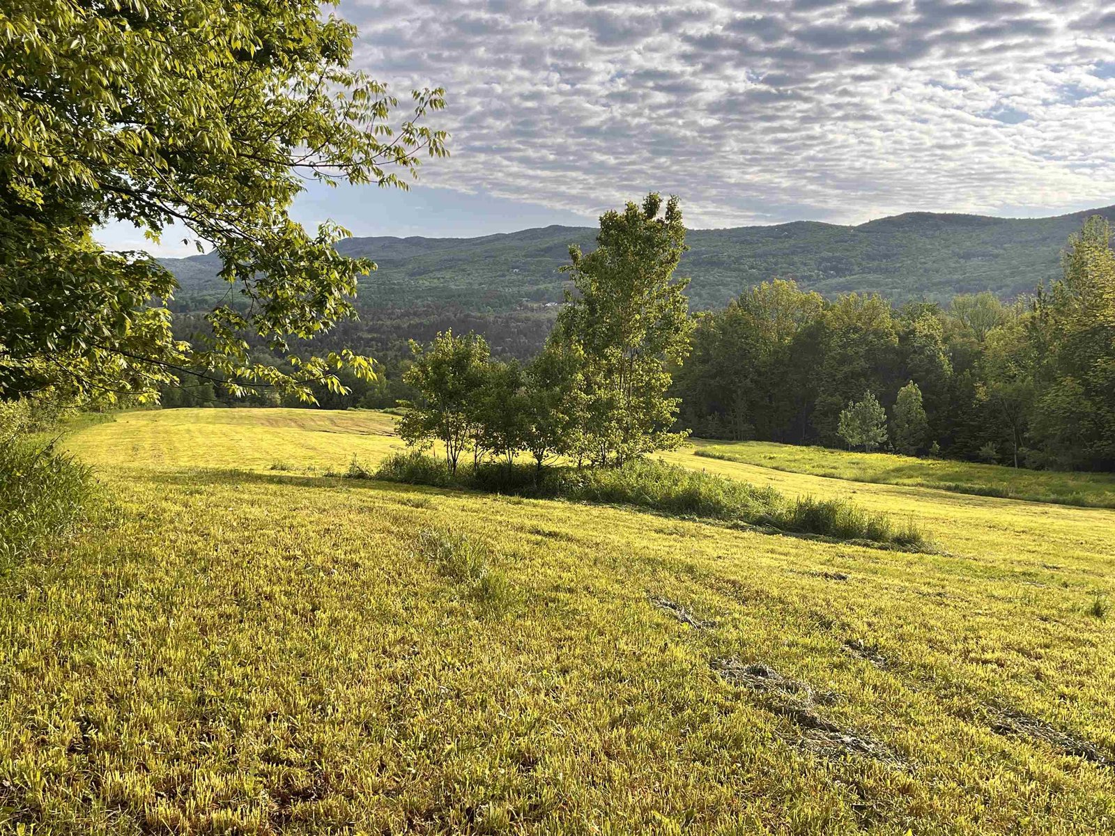 MEADOW VIEW TOWARDS PRICKLEY MOUNTAIN